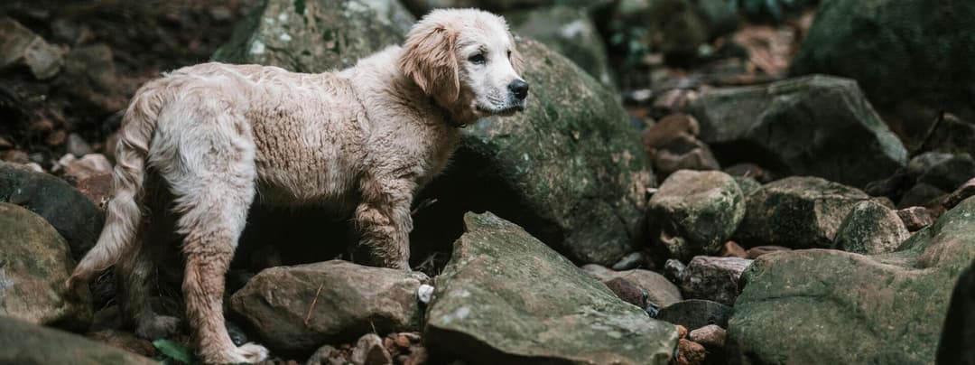 Les 10 races de chiens les plus connues !